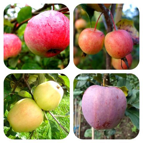 Õunapuud