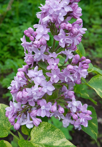Sirel "Aucubaefolia"