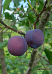 Ploomipuu "Kressu"