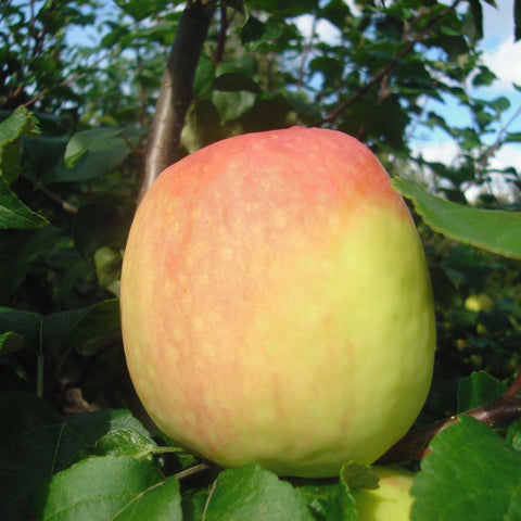Õunapuu Aia Ilu vili