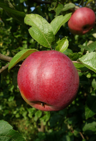 Õunapuu "Antei"