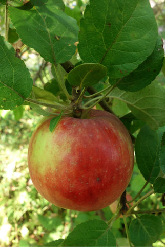 Õunapuu "Cortland"