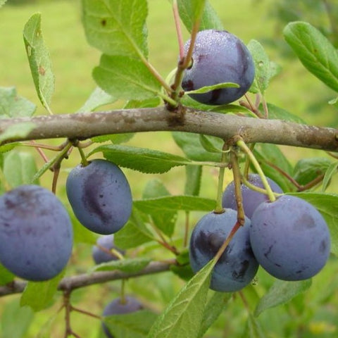 Kreegipuu Hiiu Sinine viljad