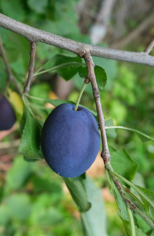 Ploomipuu "Kadri"