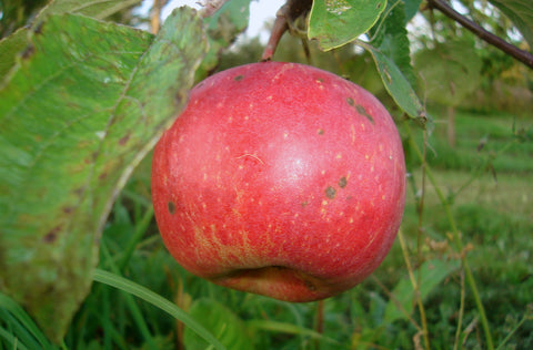 Õunapuu "Kaimo"
