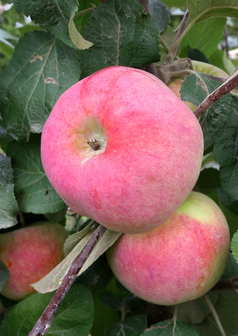 Õunapuu "Karamba"