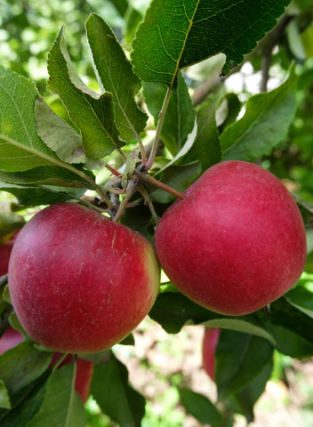 Õunapuu "Katia"