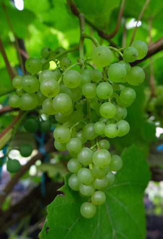 Viinamari "Korinka Russkaja"