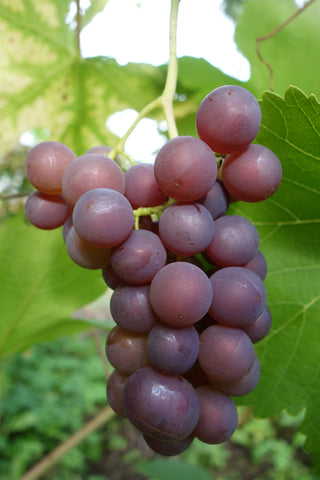 Viinamari "Krasavets"