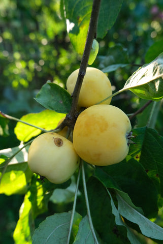 Salatiõunapuu "Kuldne kitaika"