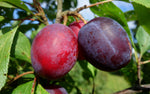 Ploomipuu "Liisu"