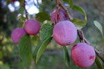 Ploomipuu "Märjamaa ploom"