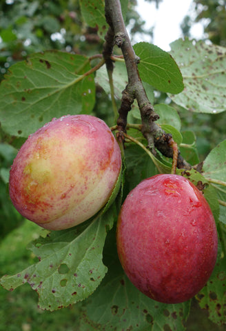 Ploomipuu "Polli munaploom"