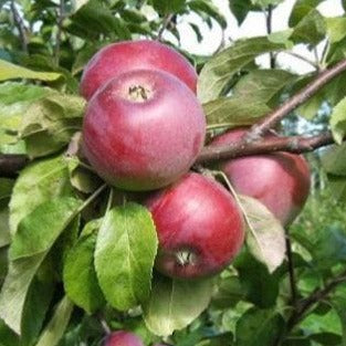 Õunapuu Alesja vili
