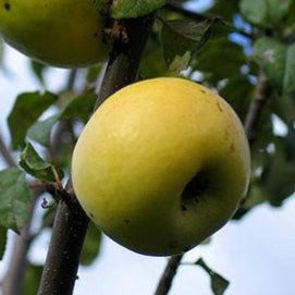 Õunapuu Antonovka vili