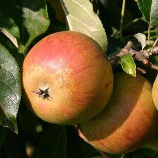 Õunapuu Cox Orange Renett vili